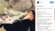 Maluma cautiva a sus fans con estas fotos de sus mascotas