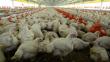 Perú suspende importación de aves de Cataluña por alerta de influenza aviar