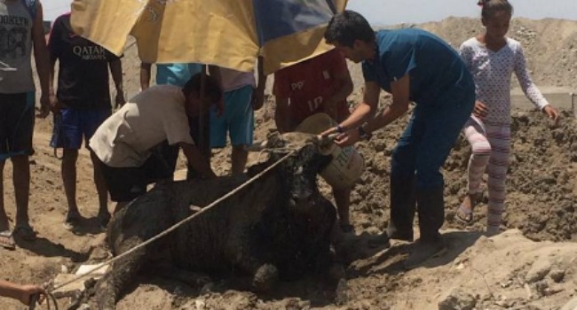 Pancho Cavero llegó hasta Punta Hermosa, donde encontró animales en mal estado.