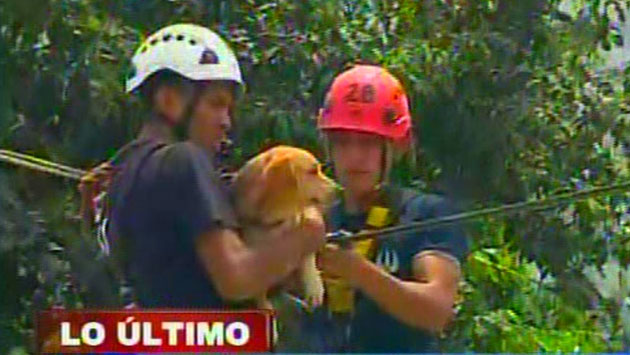 El impresionante rescate de una mascota atrapada en un techo de ... - Diario Perú21