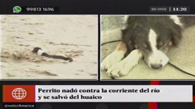 Mira cómo este perrito logró cruzar el huaico en Chaclacayo. (América Noticias)