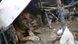 Conoce estas 5 organizaciones de ayuda a animales afectados por los huaicos