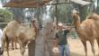 Huachipa: Zoológico abre sus puertas con normalidad al público pese a huaicos