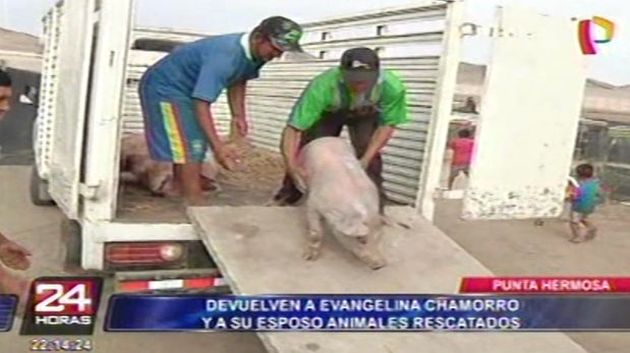 Armando Rivera, esposo de la valiente mujer, recogió los cerdos que también fueron arrastrados por el deslizamiento de lodo.
