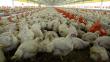 Perú suspende ingreso de aves y huevos de EE.UU. ante riesgo de gripe aviar