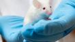 Científicos crean droga que revierte el envejecimiento en ratones 