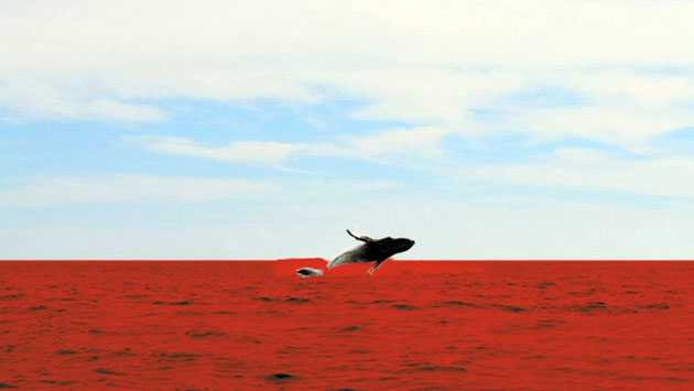 Japón admite que la carne de las ballenas cazadas termina siendo vendida. (Foto: AFP / Composición)