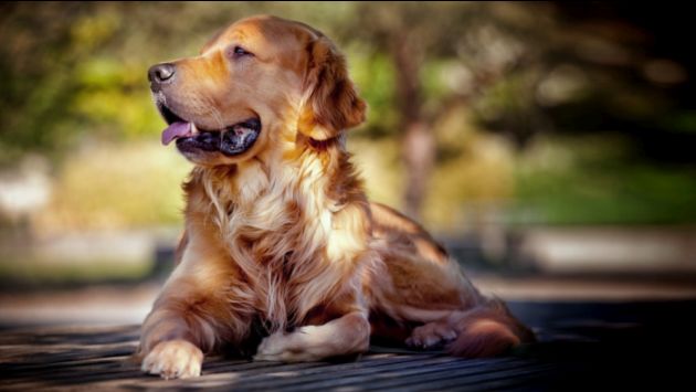 ¿Qué vitaminas necesitan tus mascotas en cada etapa de su vida? (Animal Health Perú)