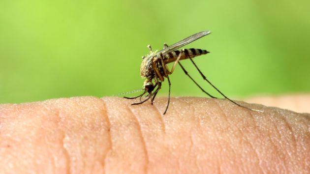 El zika se transmite por la picadura de mosquitos infectados con la enfermedad. (Difusión)
