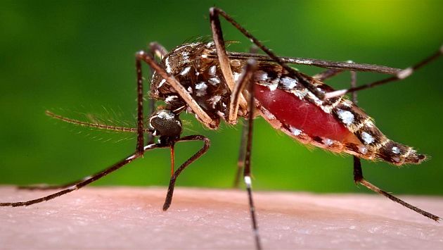 Aprenda a combatir al mosquito transmisor del mal. (FOTO: USI) 