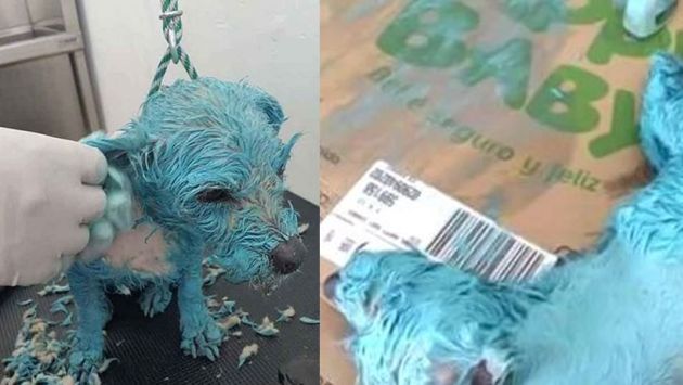 Autoridades en México aseguran que la 'perrita azul' que murió no fue maltratada. (Facebook|@RaulJuliaLevy)