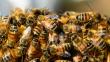 Arequipa: enjambre de abejas causa terror
