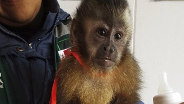 Cusco: Serfor rescata mono en aeropuerto Velasco Astete (Serfor)