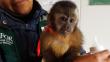 Rescatan a una cría de mono machín en el Aeropuerto Internacional del Cusco