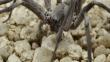 Descubren nueva especie de araña que es digna de una película de terror  [Fotos]  