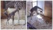 Ya nació la jirafa más esperada del mundo [Video]