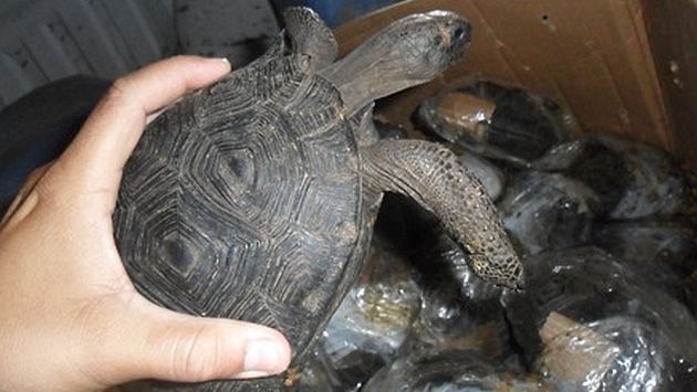 Detienen a dos sujetos que transportaban 29 tortugas en peligro de extinción. (Policía Peruana)