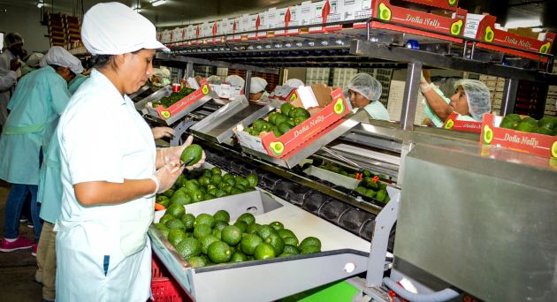 Comex Perú: Exportaciones de palta siguen aumentando. (USI)