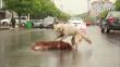 Mira cómo este perrito intenta revivir a su amigo que murió atropellado [Video]