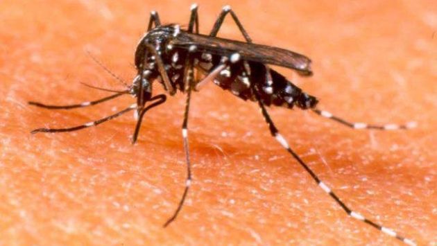 Picadura de mosquito produjo virus de fiebre Mayaro.(USI)