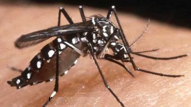 La vacuna protege a las personas contra en dengue,pero no contra el zika o chikungunya. (Difusión)