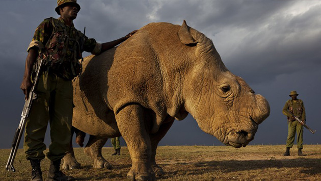 El último rinoceronte blanco busca pareja por Tinder. (Getty Image)