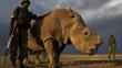 Rinoceronte blanco busca pareja en Tinder: "El destino de mi especie depende de mí"