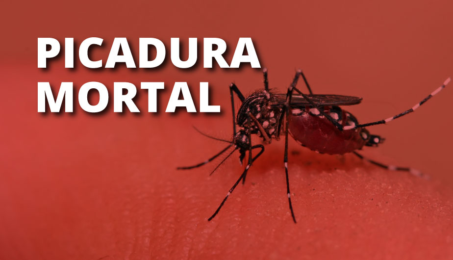 Aumenta a 12 el número de fallecidos por dengue en Piura. (Composición)