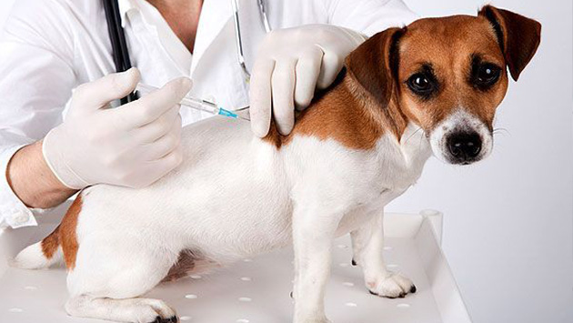 Municipalidad de Lima realizará campaña gratuita de salud canina como parte del 'Festival Canino 2017'  (Difusión)