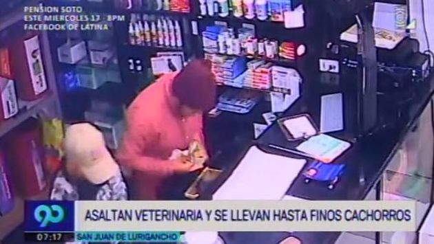 San Juan de Lurigancho: Delincuentes robaron hasta los perros de una clínica veterinaria (Latina)