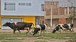 Carabayllo: Vacas se alimentan de desperdicios en plena vía pública