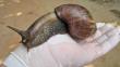 ¡Cuidado! Recomiendan evitar contacto con caracoles gigantes africanos en el norte y centro del país