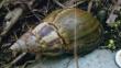 ¿Es un peligro el caracol gigante africano? Todo lo que debes saber