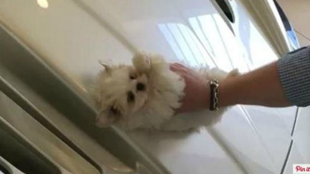 El post en Instagram señala que el pequeño perro no ha sufrido daño pese a todo. [Foto: @m666ya)