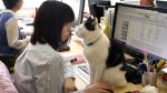 Japón: Empresa en Tokio está llena de gatos para combatir el estrés de sus empleados. (AFP)