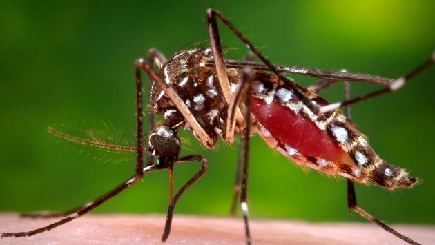 Ica: Informe de la dirección regional de salud revela que virus del zika afecta a 27 gestantes (AP)