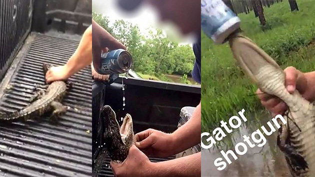 Estados Unidos: Dos jóvenes enfrentan cargos por maltrato animal tras obligar a una cría de caimán a beber cerveza. (Composición)