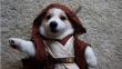 Star Wars: Disfrazaron a perritos con vestimenta de los personajes y este fue el resultado [Fotos]