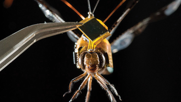 'DragonflEye': Conoce el posible drone más pequeño del mundo instalado en una libélula [VIDEO] (Draper Labs)