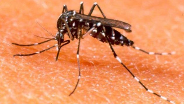 En zancudo que transmite el zika también propaga el dengue y la chikungunya.