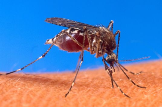 El dengue sigue cobrando vidas en Piura.
