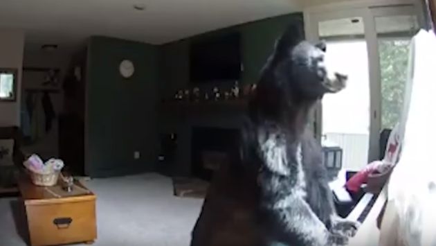 Estados Unidos: Un oso entró a una casa y sorprendió al tocar el piano. (Youtube)