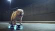 Otto, el bulldog skater peruano que participa en campaña de sensibilización en Suiza [VIDEO]