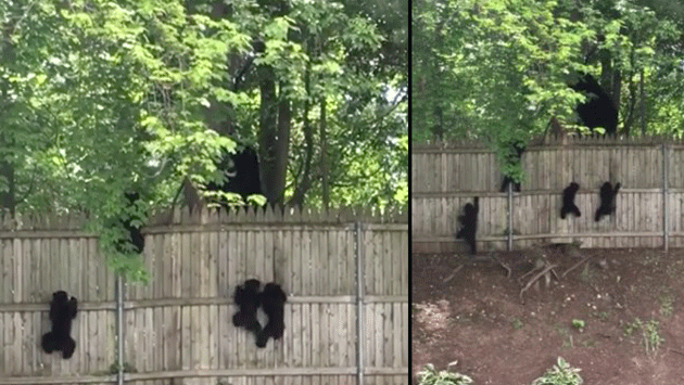 Facebook: Mira cómo cuatro tiernos cachorros de oso intentan escalar una cerca copiando a su madre (Facebook/NBC Connecticut)