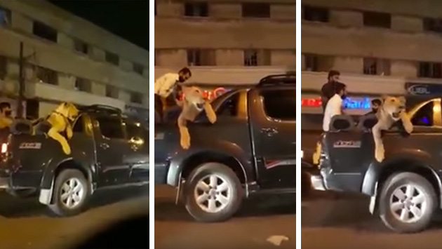 YouTube: Hombre es arrestado por pasear a su león por las calles de Pakistán (Captura)