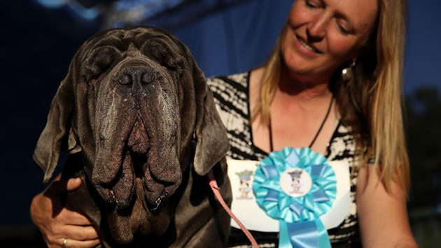 Estados Unidos: Conoce al perro ganador del concurso como 'el más feo del mundo' (Getty Images)