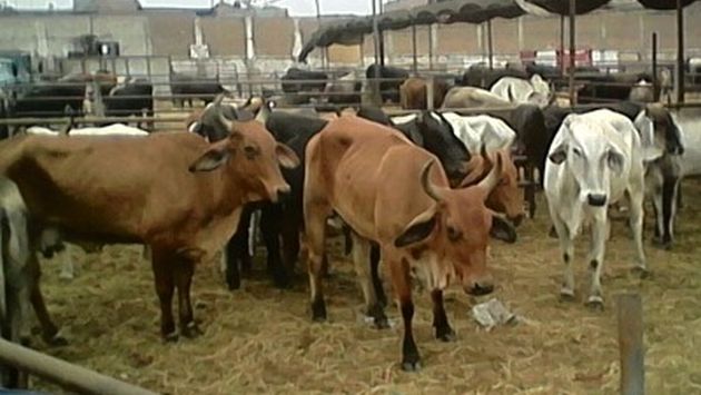 No se podrá importar productos bovinos y de rumiantes de Colombia (USI)