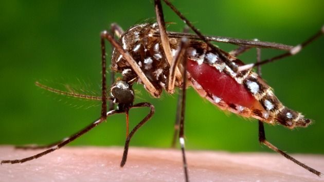 El zancudo Aedes aegypti transmite el zika y también propaga el dengue y la chikungunya.
