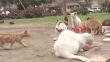 Ate: Parque 'invadido' por gatos causa enfrentamiento entre los vecinos [VIDEO]