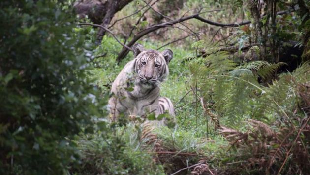'Tigre pálido': el extraño animal captado por primera vez en fotografía (Nilanjan Ray)